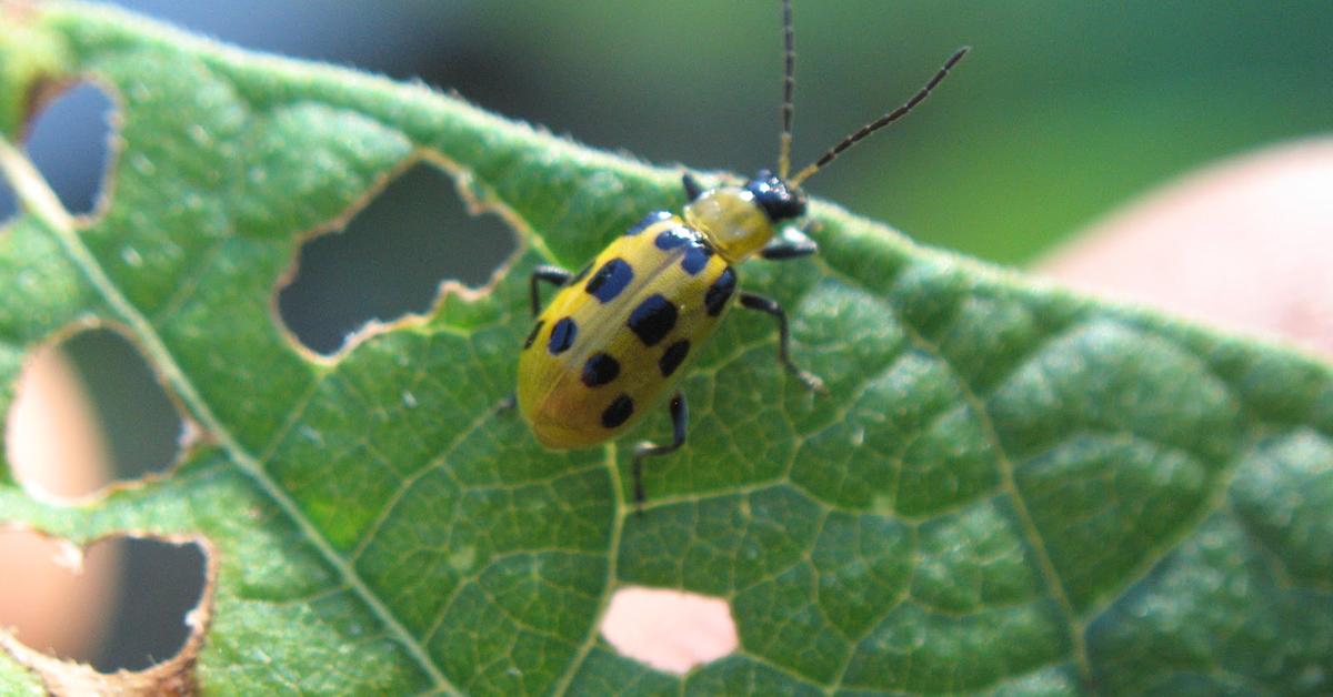 Captivating shot of the Cucumber Beetle, or Kumbang Ketimun in Bahasa Indonesia.