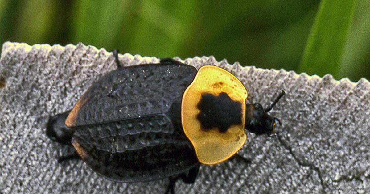 Snapshot of the intriguing Carrion Beetle, scientifically named Silphidae.