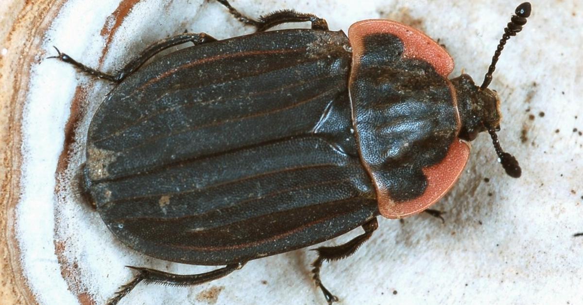 Vibrant snapshot of the Carrion Beetle, commonly referred to as Kumbang Bangkai in Indonesia.