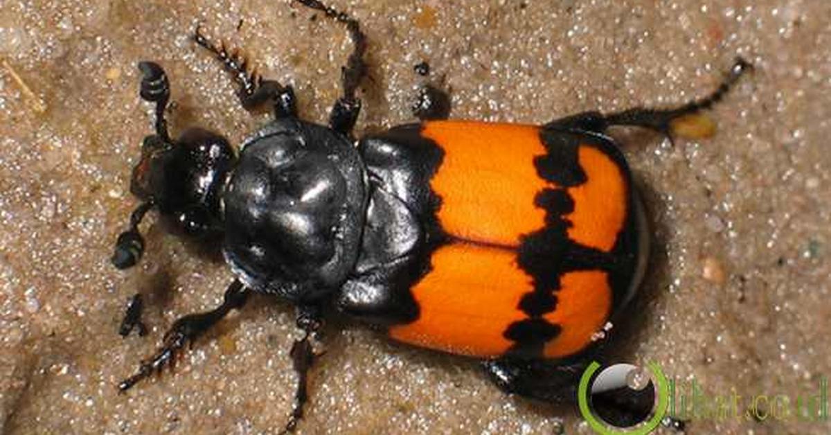 The Carrion Beetle, a beautiful species also known as Kumbang Bangkai in Bahasa Indonesia.