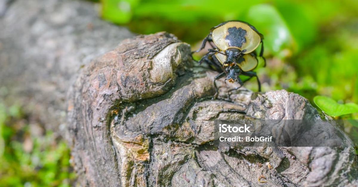 The Carrion Beetle, a beautiful species also known as Kumbang Bangkai in Bahasa Indonesia.