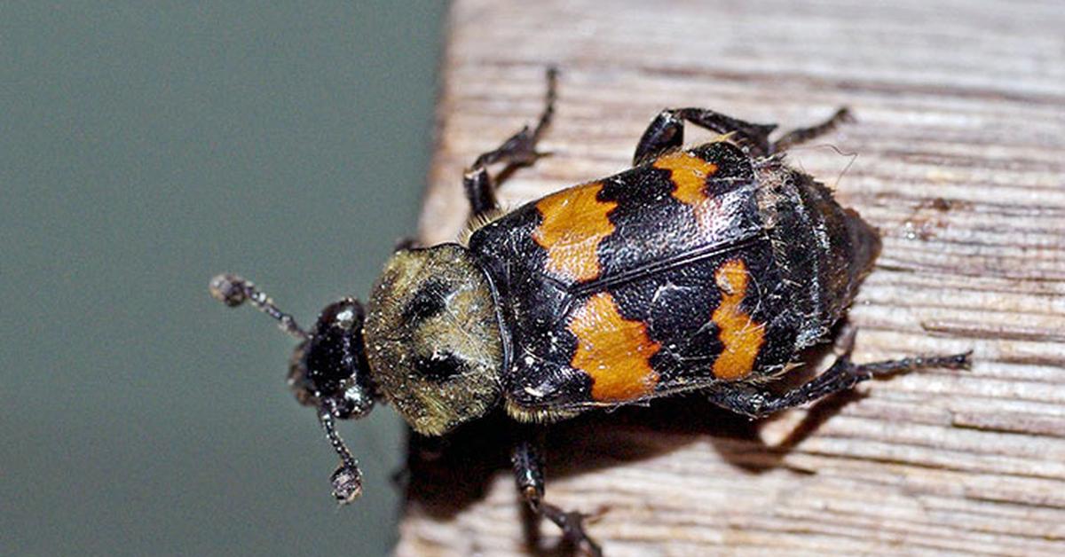 Exquisite image of Carrion Beetle, in Indonesia known as Kumbang Bangkai.