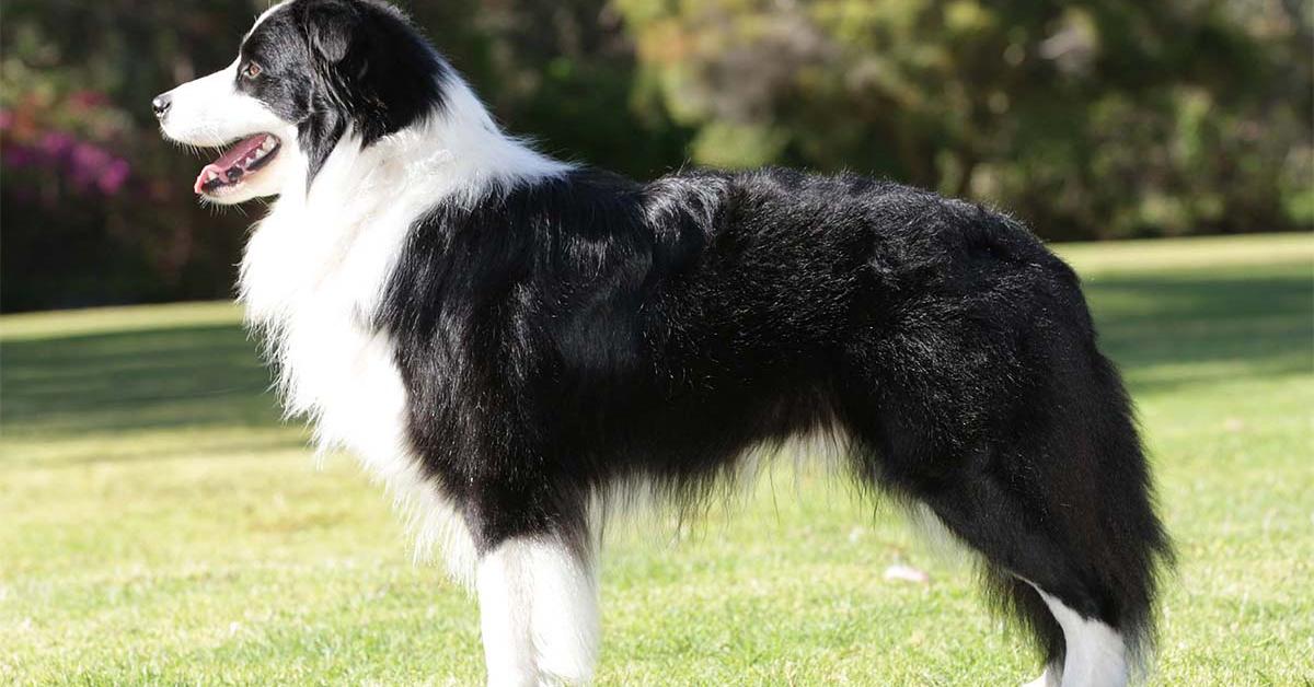 Captivating view of the Collie, known in Bahasa Indonesia as Anjing Collie.