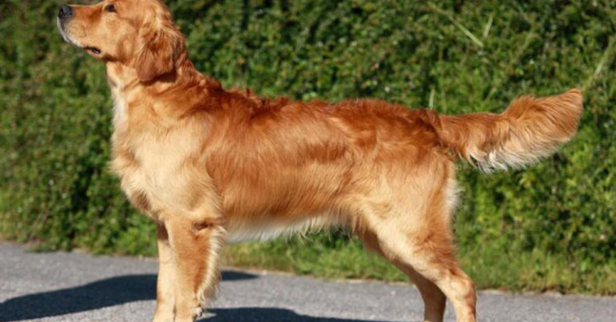 Insightful look at the Chesapeake Bay Retriever, known to Indonesians as Anjing Pemburu Teluk Chesapeake.