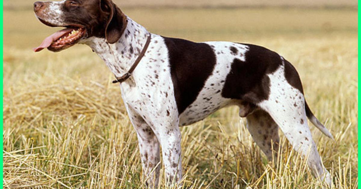 Graceful Chesapeake Bay Retriever, a creature with the scientific name Canis Lupus.