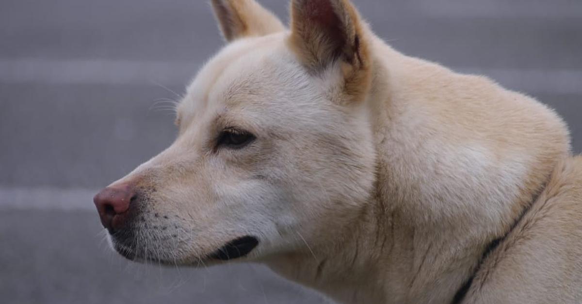 The elegant Canaan Dog (Canis Lupus), a marvel of nature.