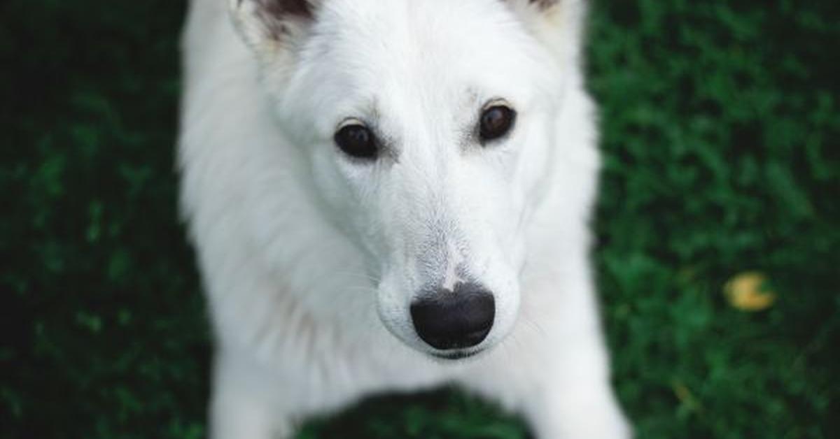 Stunning depiction of Canaan Dog, also referred to as Canis Lupus.