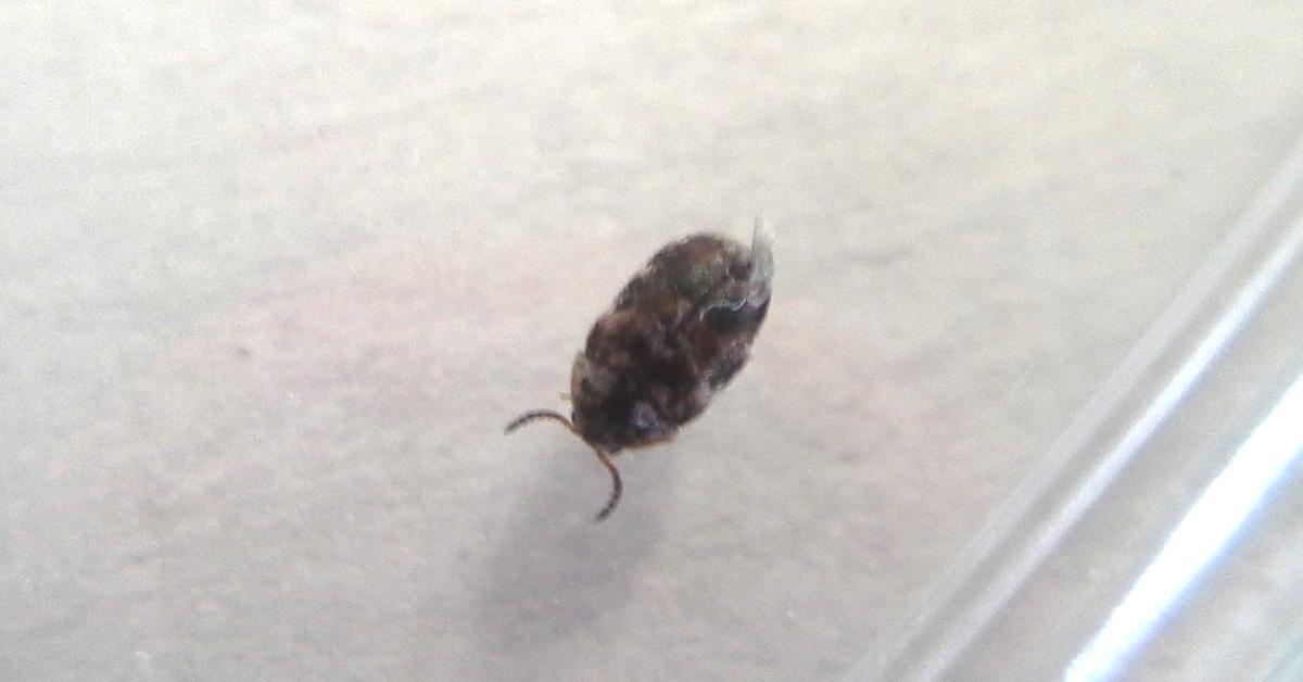 Image of the Carpet Beetle (Dermestidae), popular in Indonesia as Kumbang Karpet.