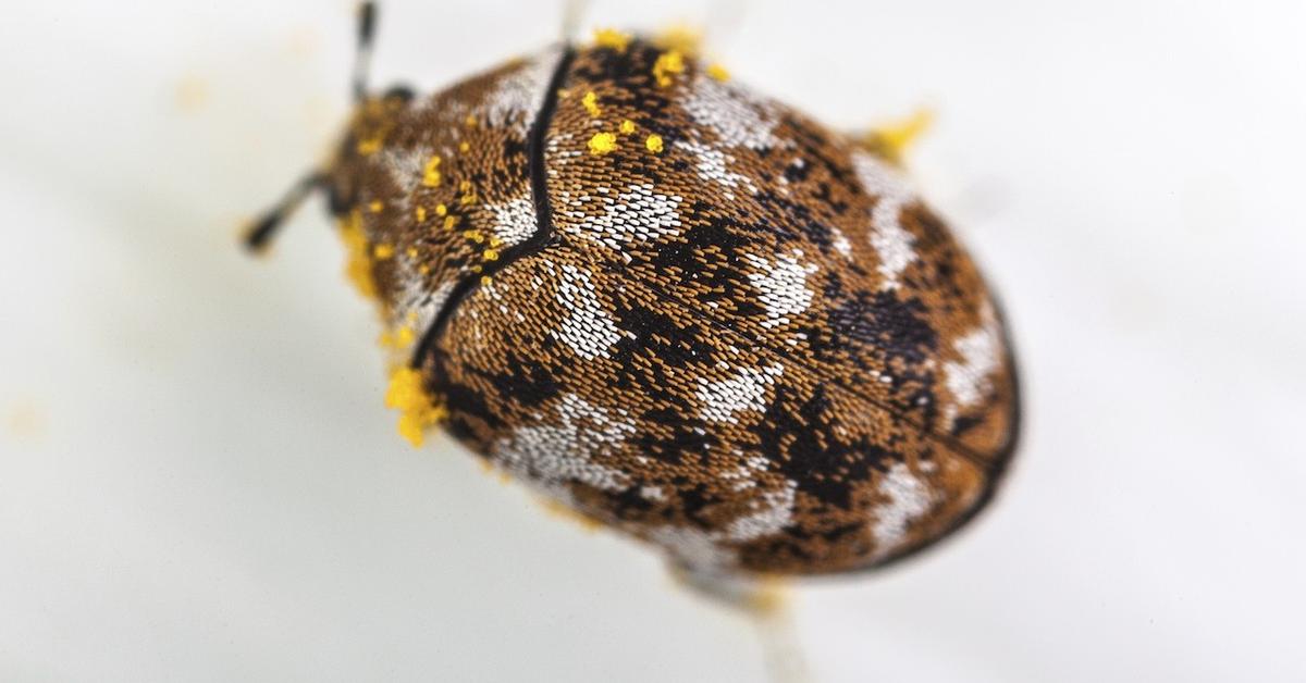 Detailed shot of the Carpet Beetle, or Dermestidae, in its natural setting.