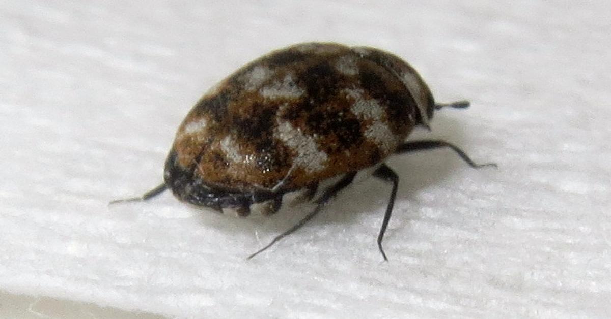 The alluring Carpet Beetle, commonly referred to as Kumbang Karpet in Bahasa Indonesia.