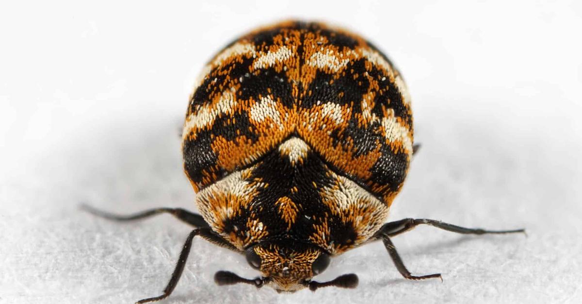 A beautiful representation of the Carpet Beetle, scientifically Dermestidae.