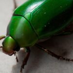 Insightful look at the Carpet Beetle, known to Indonesians as Kumbang Karpet.