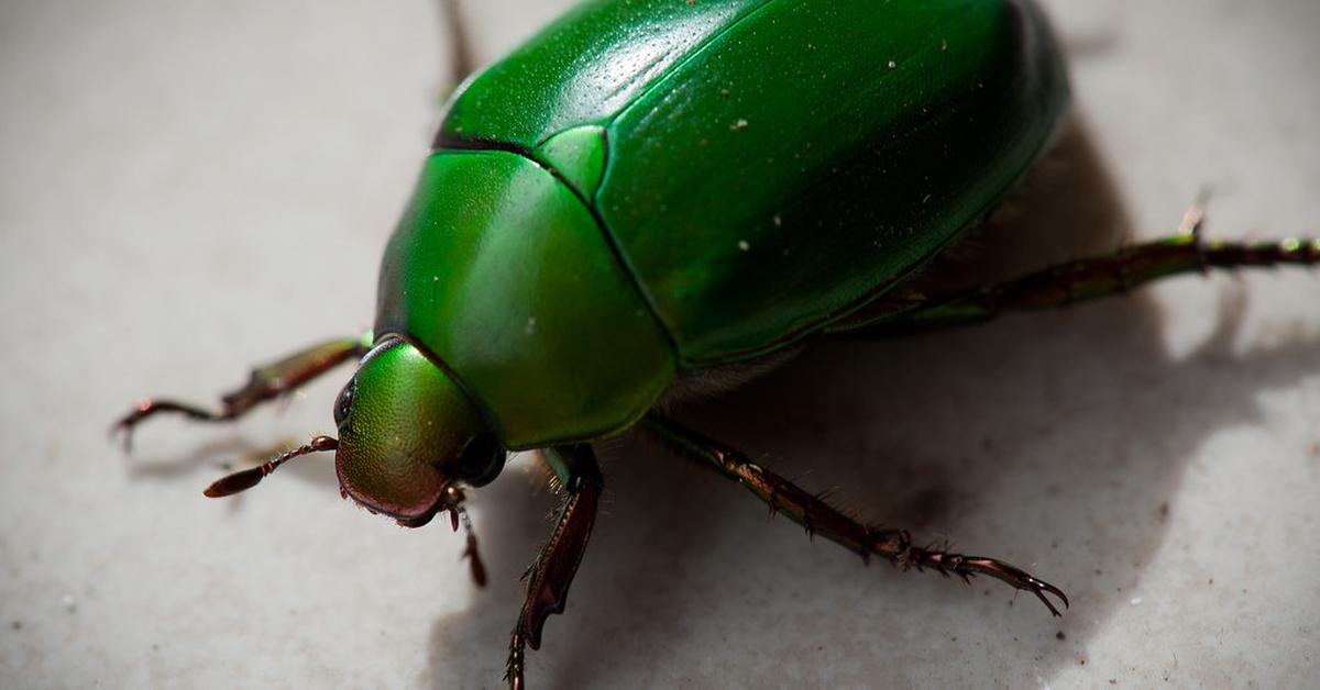 Insightful look at the Carpet Beetle, known to Indonesians as Kumbang Karpet.