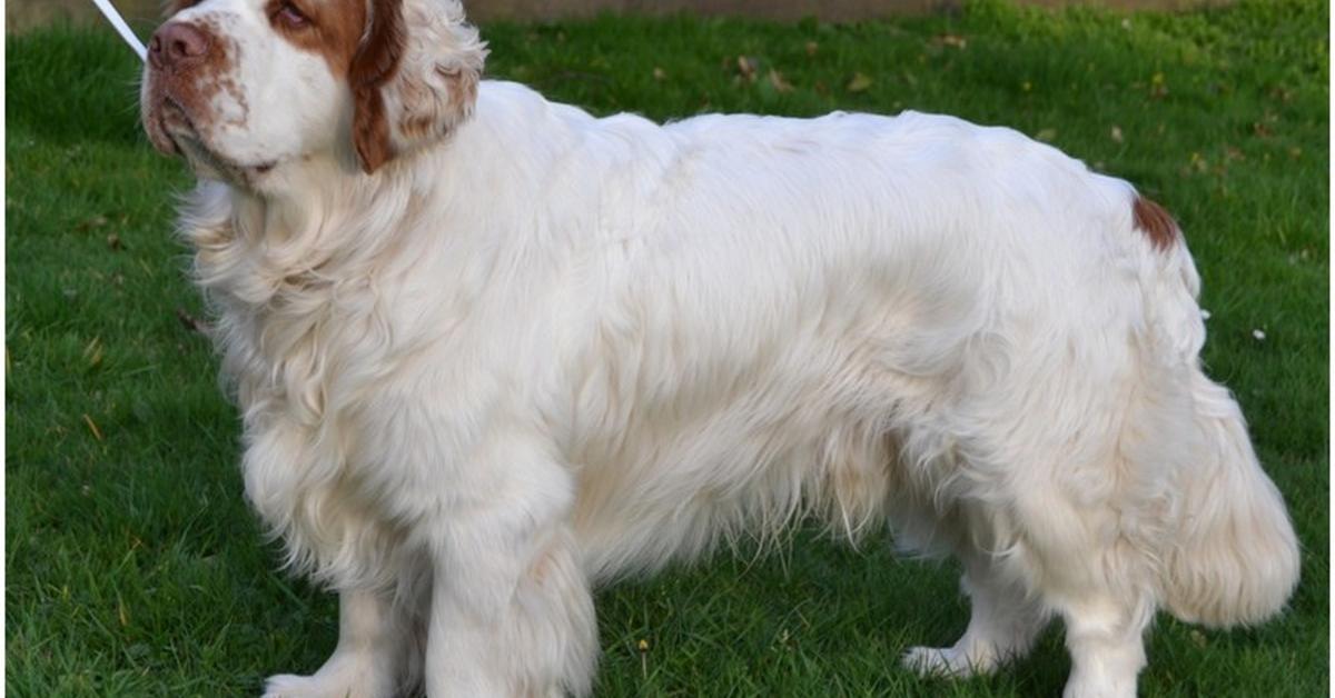 The majestic Clumber Spaniel, also called Anjing Clumber Spaniel in Indonesia, in its glory.