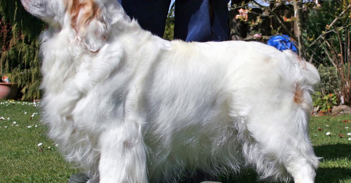 Photograph of the unique Clumber Spaniel, known scientifically as Canis lupus.