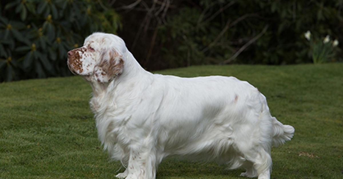 Natural elegance of the Clumber Spaniel, scientifically termed Canis lupus.