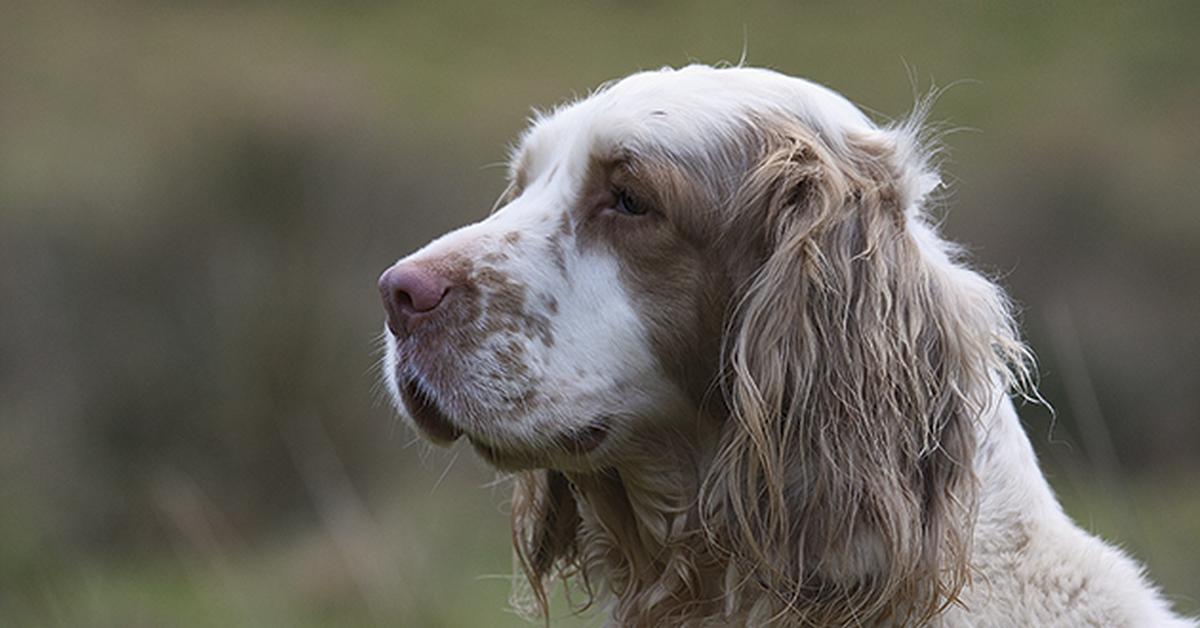 Charming view of the Clumber Spaniel, in Indonesia referred to as Anjing Clumber Spaniel.