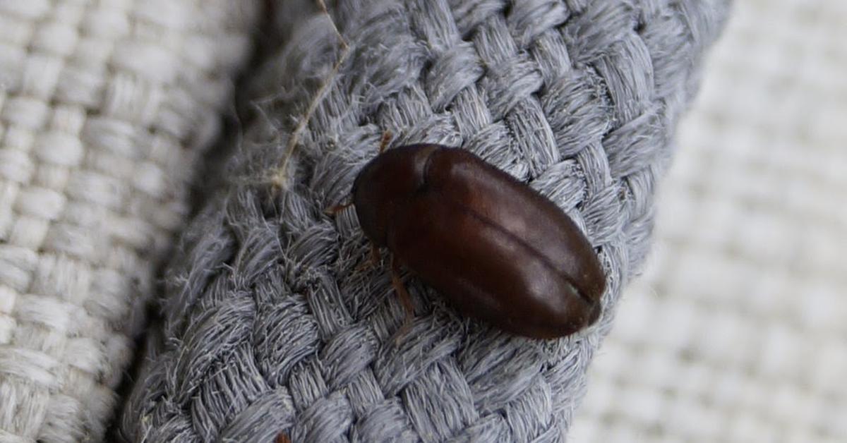 Visual representation of the Cigarette Beetle, recognized in Indonesia as Kumbang Tembakau.