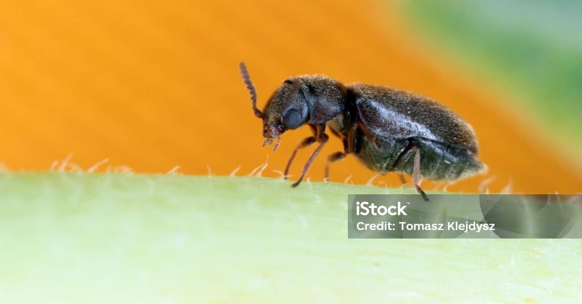 The fascinating Cigarette Beetle, scientifically known as Lasioderma serricorne.