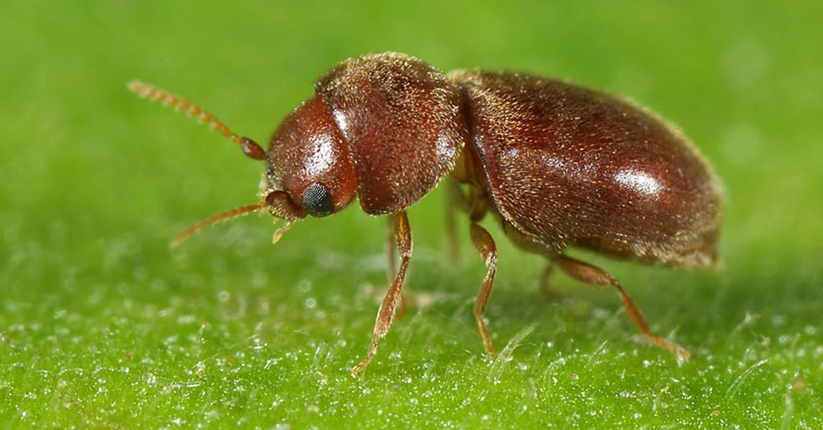 Photographic depiction of the unique Cigarette Beetle, locally called Kumbang Tembakau.