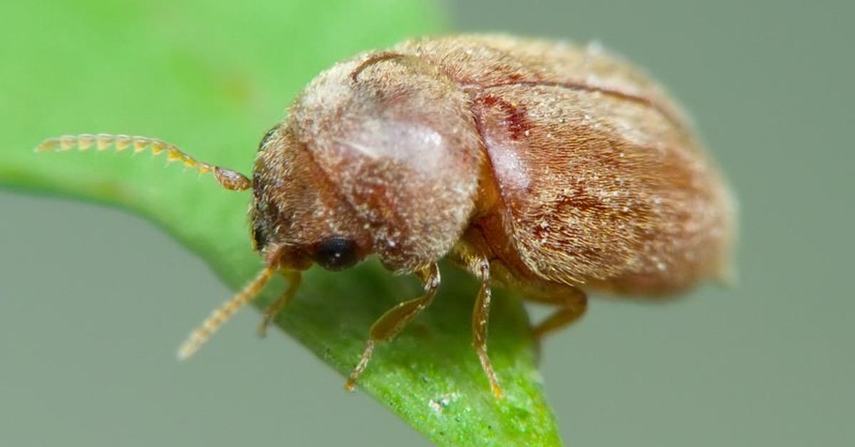 Dynamic image of the Cigarette Beetle, popularly known in Indonesia as Kumbang Tembakau.