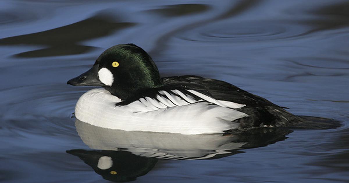 The alluring Common Goldeneye, commonly referred to as Merganser Biasa in Bahasa Indonesia.