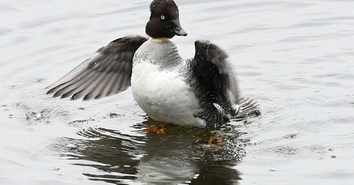 Detailed shot of the Common Goldeneye, or Bucephala clangula, in its natural setting.