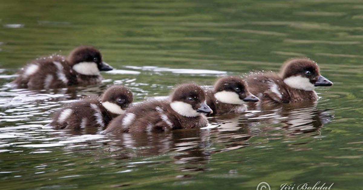 Photogenic Common Goldeneye, scientifically referred to as Bucephala clangula.