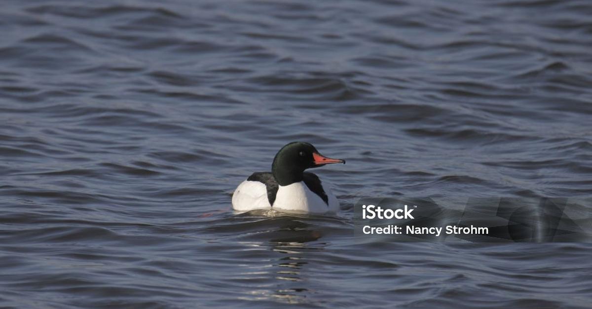 Visual representation of the Common Goldeneye, recognized in Indonesia as Merganser Biasa.