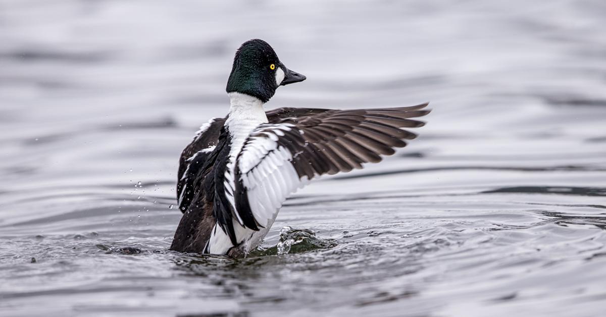 Image of the Common Goldeneye (Bucephala clangula), popular in Indonesia as Merganser Biasa.