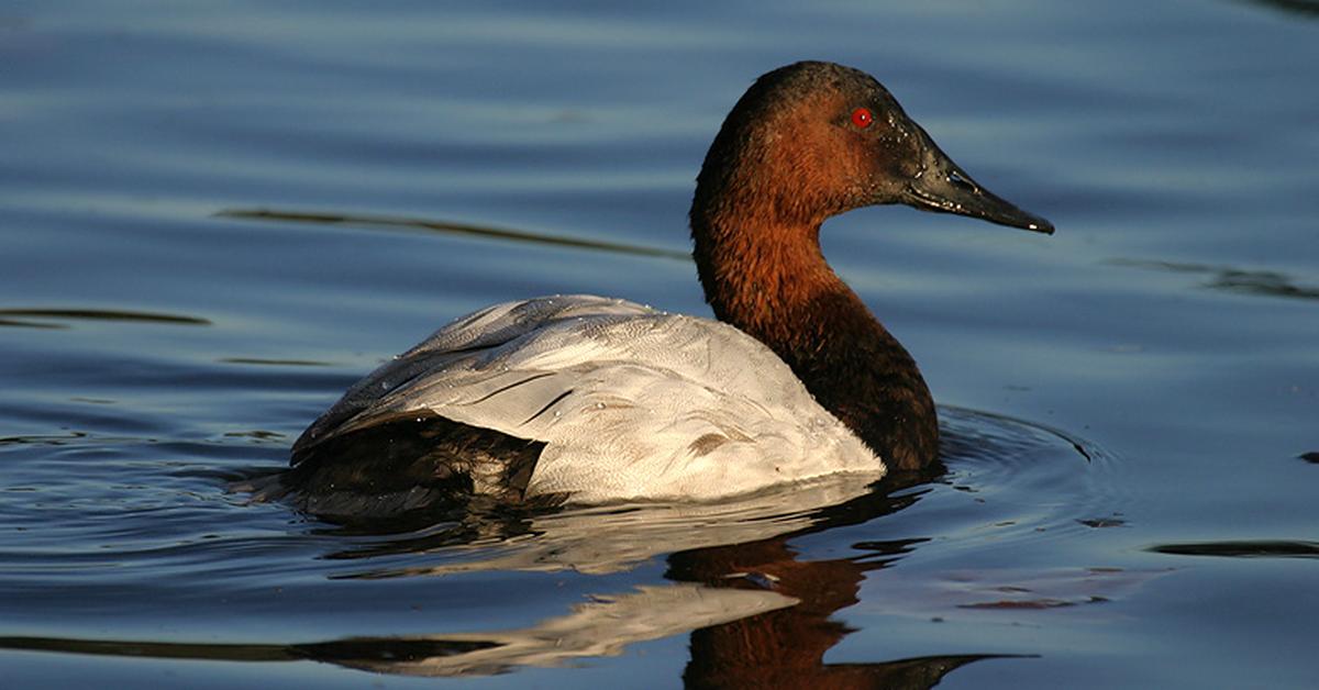 Vibrant snapshot of the Canvasback, commonly referred to as Itik Canvasback in Indonesia.