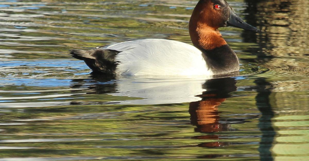 Distinctive Canvasback, in Indonesia known as Itik Canvasback, captured in this image.