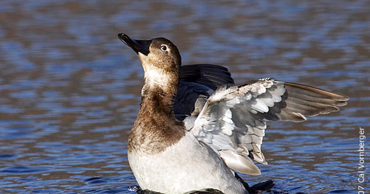 Visual of Canvasback, or Itik Canvasback in Indonesian, showcasing its beauty.