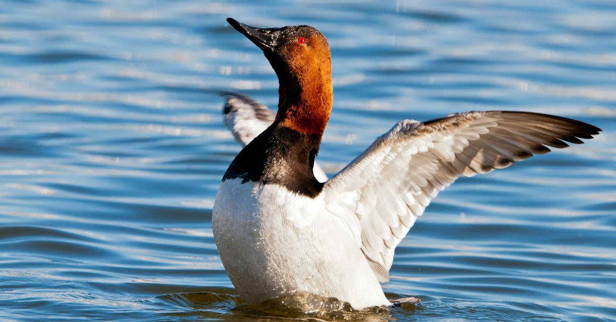 Iconic view of the Canvasback, or Aythya valisineria, in its habitat.