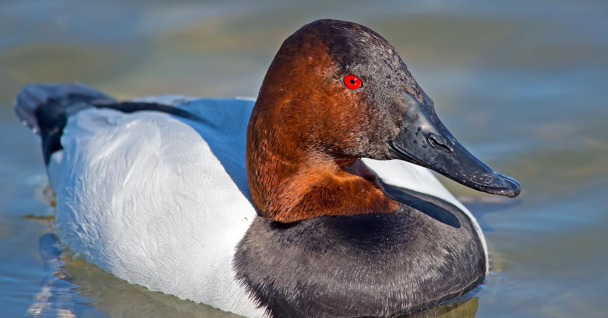 Engaging shot of the Canvasback, recognized in Indonesia as Itik Canvasback.