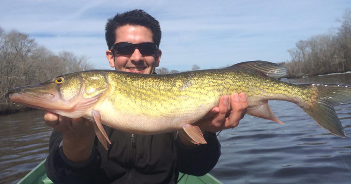 Captured moment of the Chain Pickerel, in Indonesia known as Ikan Pickerel.