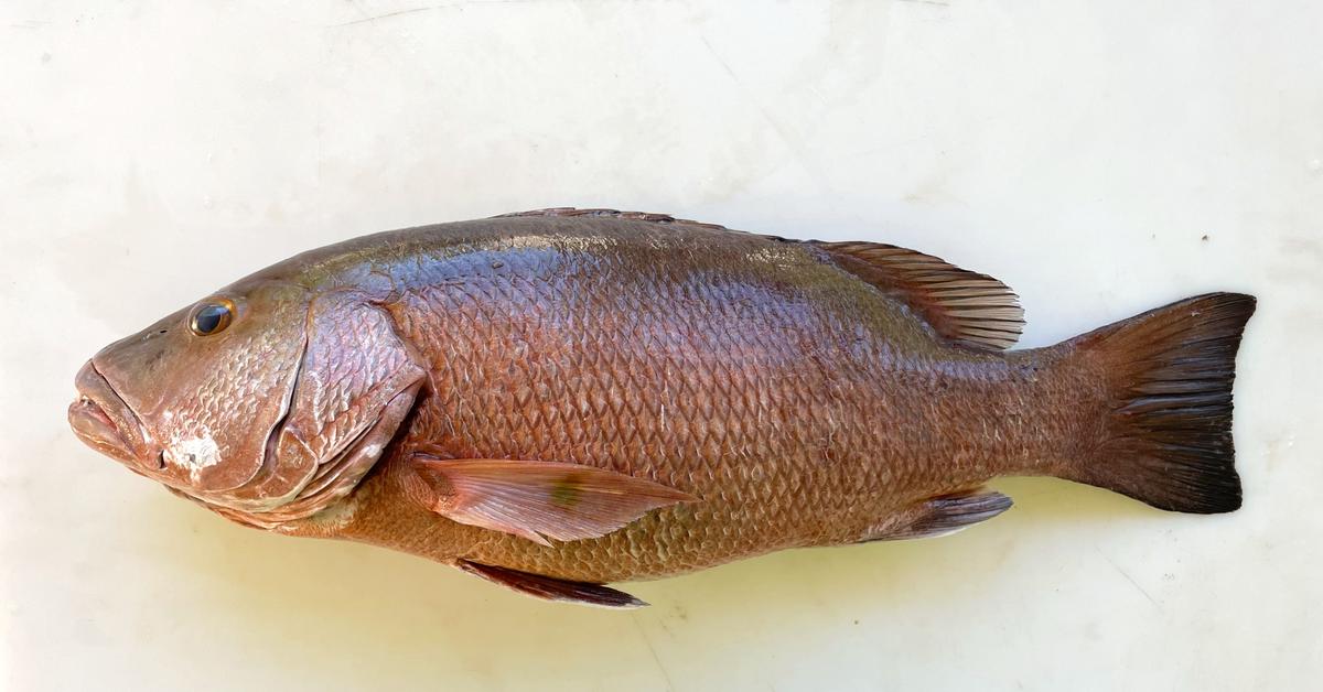 Glimpse of the Cubera Snapper, known in the scientific community as Lutjanus cyanopterus.