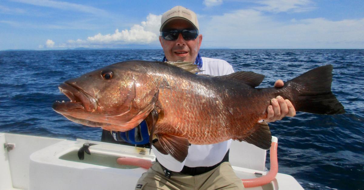 Captured elegance of the Cubera Snapper, known in Indonesia as Ikan Cubera Snapper.