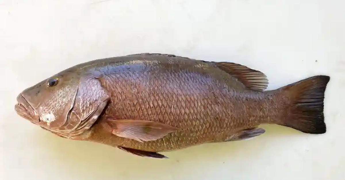 Captured beauty of the Cubera Snapper, or Lutjanus cyanopterus in the scientific world.