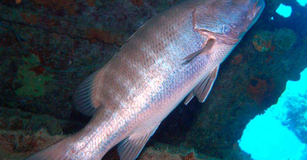 Exquisite image of Cubera Snapper, in Indonesia known as Ikan Cubera Snapper.