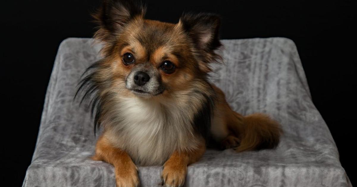 Captured elegance of the Chihuahua Mix, known in Indonesia as Campuran Chihuahua.