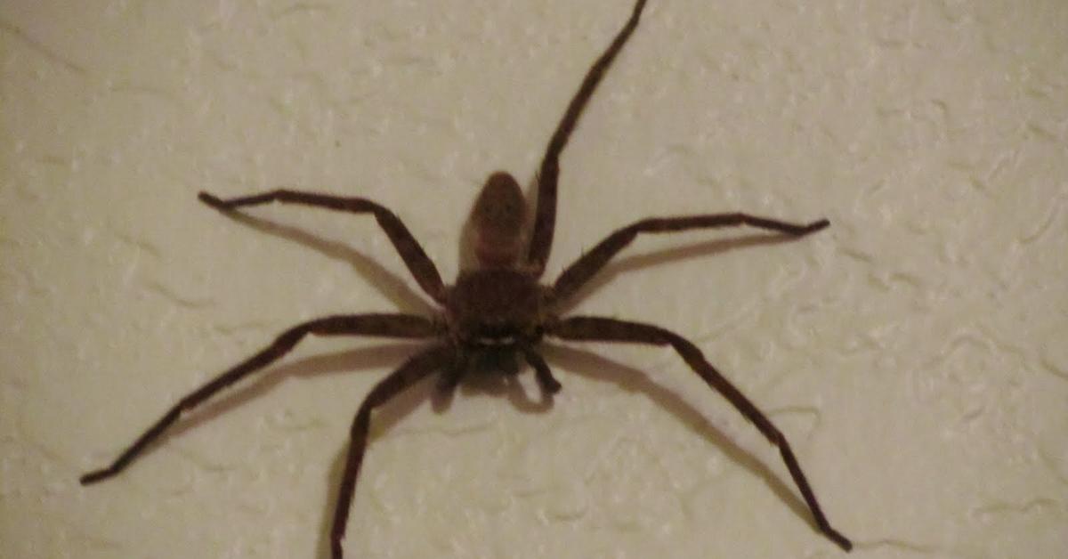 Engaging shot of the Cane Spider, recognized in Indonesia as Laba-laba Tebu.