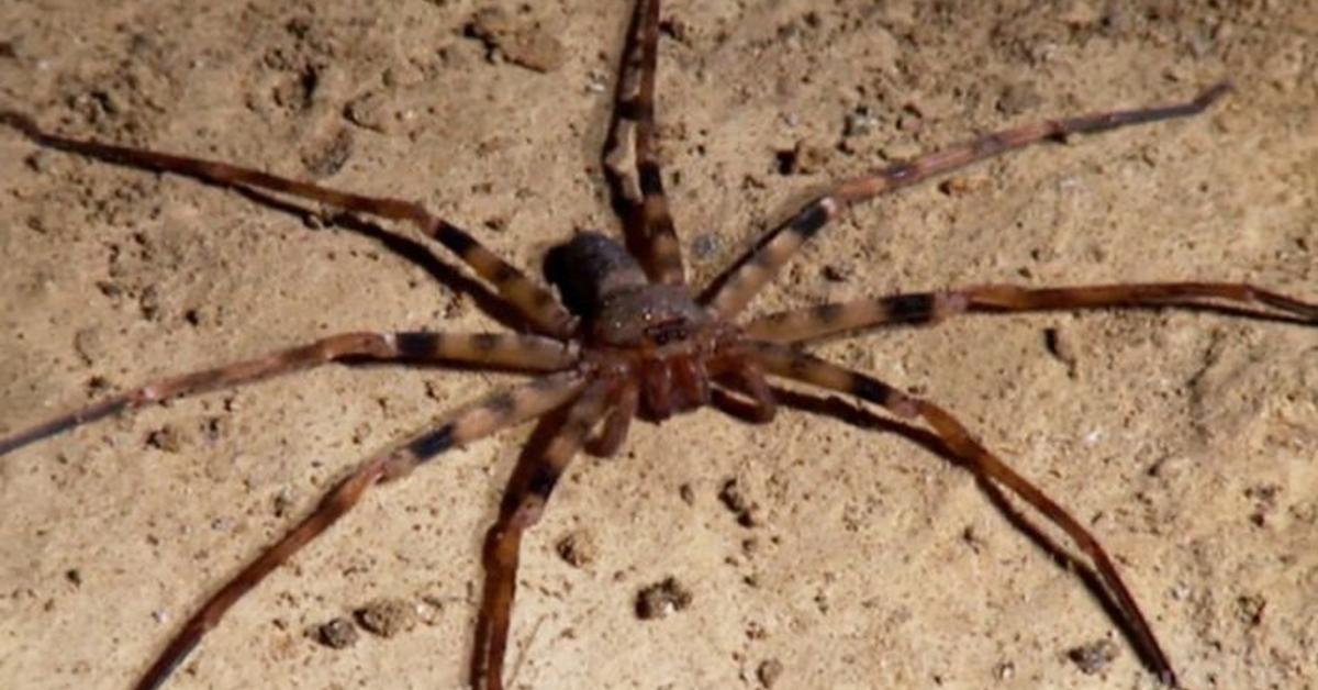 Unique portrayal of the Cane Spider, also called Laba-laba Tebu in Bahasa Indonesia.