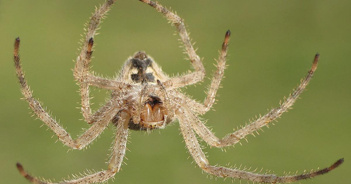 The fascinating Cat-Faced Spider, scientifically known as Araneus gemmoides.