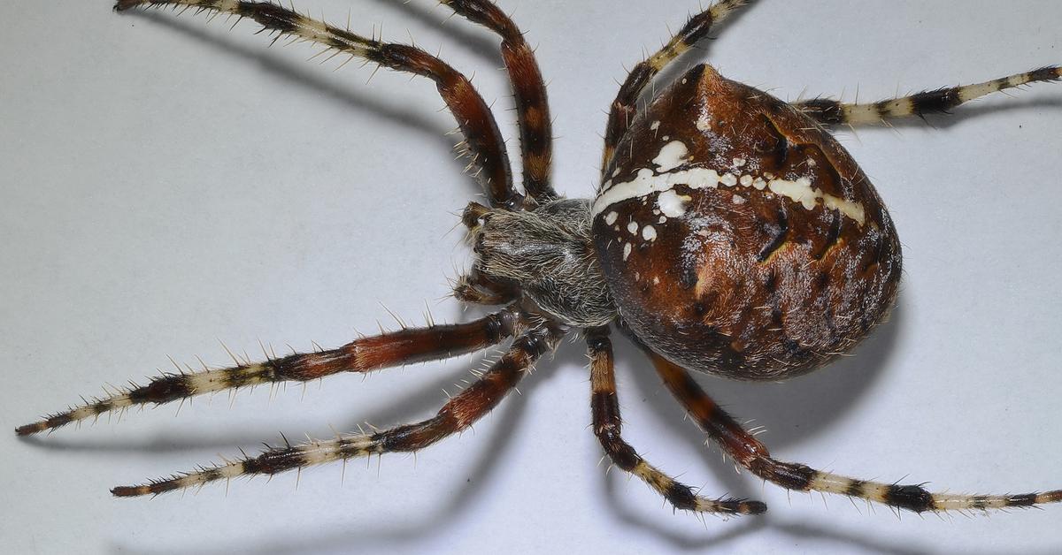 The elegant Cat-Faced Spider (Araneus gemmoides), a marvel of nature.