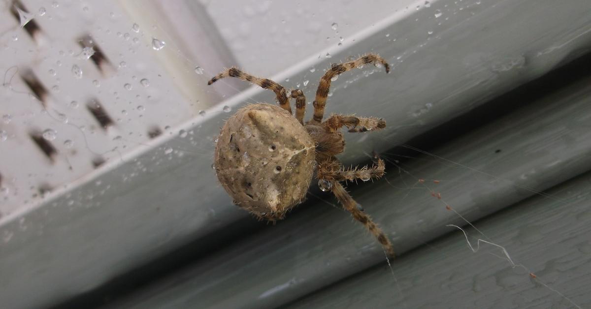 Captivating shot of the Cat-Faced Spider, or Laba-Laba Berwajah Kucing in Bahasa Indonesia.