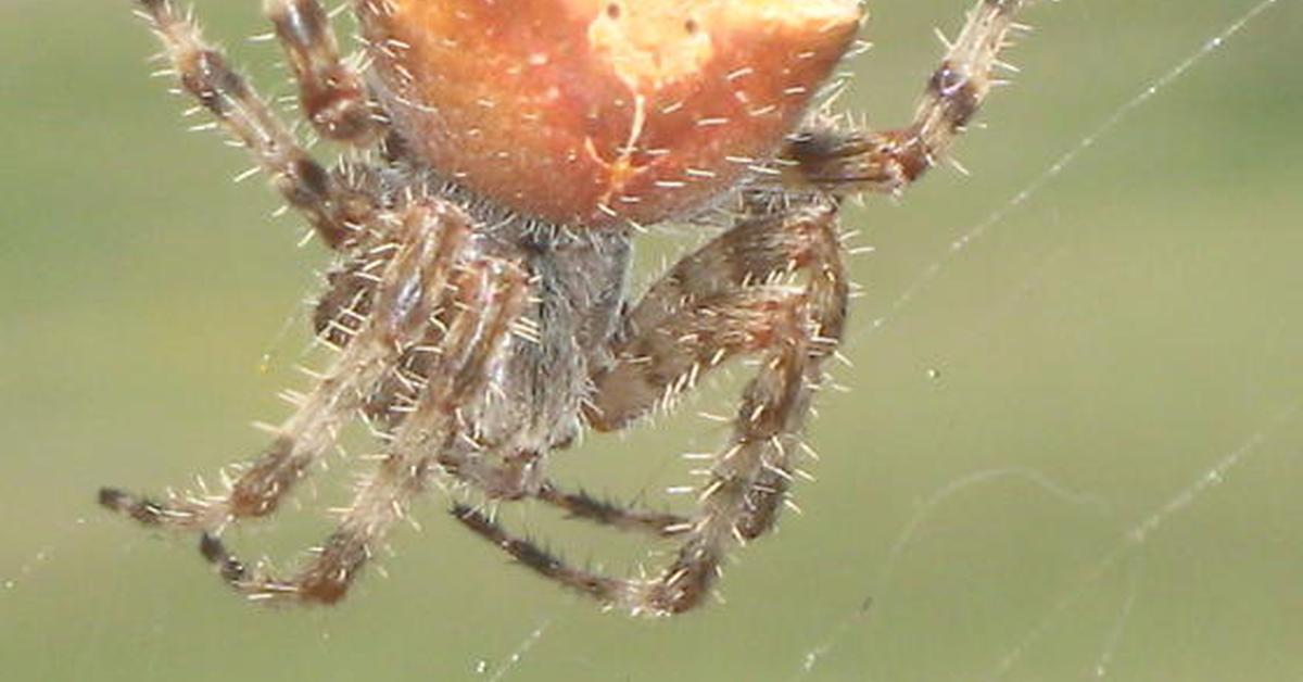 Captivating presence of the Cat-Faced Spider, a species called Araneus gemmoides.