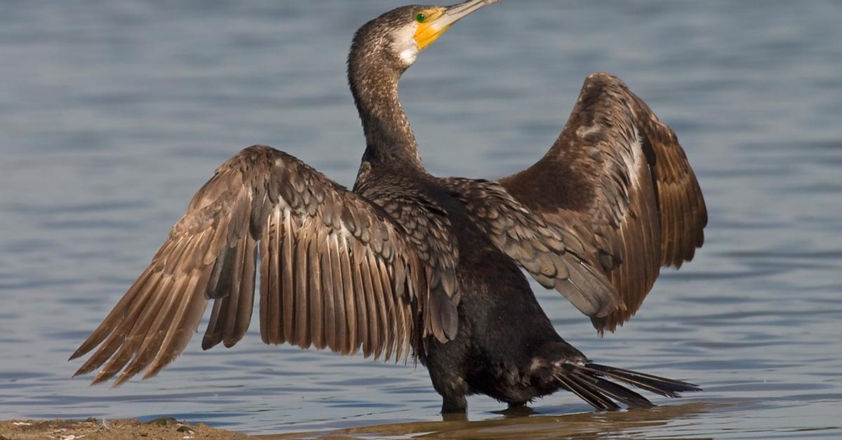 Photogenic Cormorant, scientifically referred to as Phalacrocoracidae.