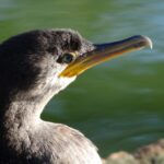 Graceful Cormorant, a creature with the scientific name Phalacrocoracidae.