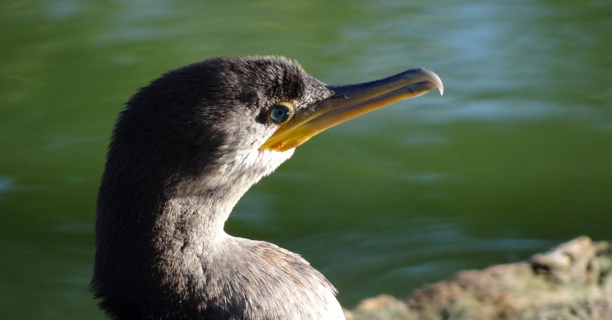 Portrait of a Cormorant, a creature known scientifically as Phalacrocoracidae.